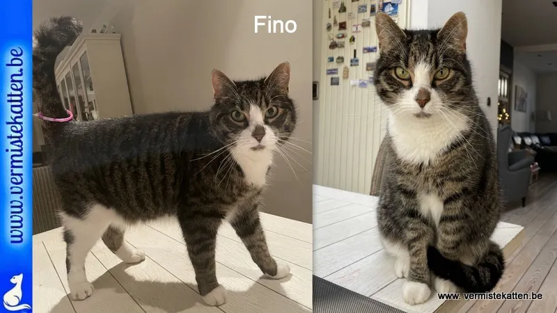 Fino