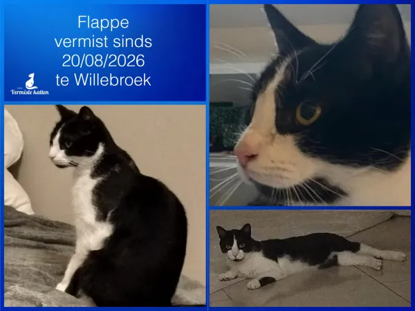 Flappe