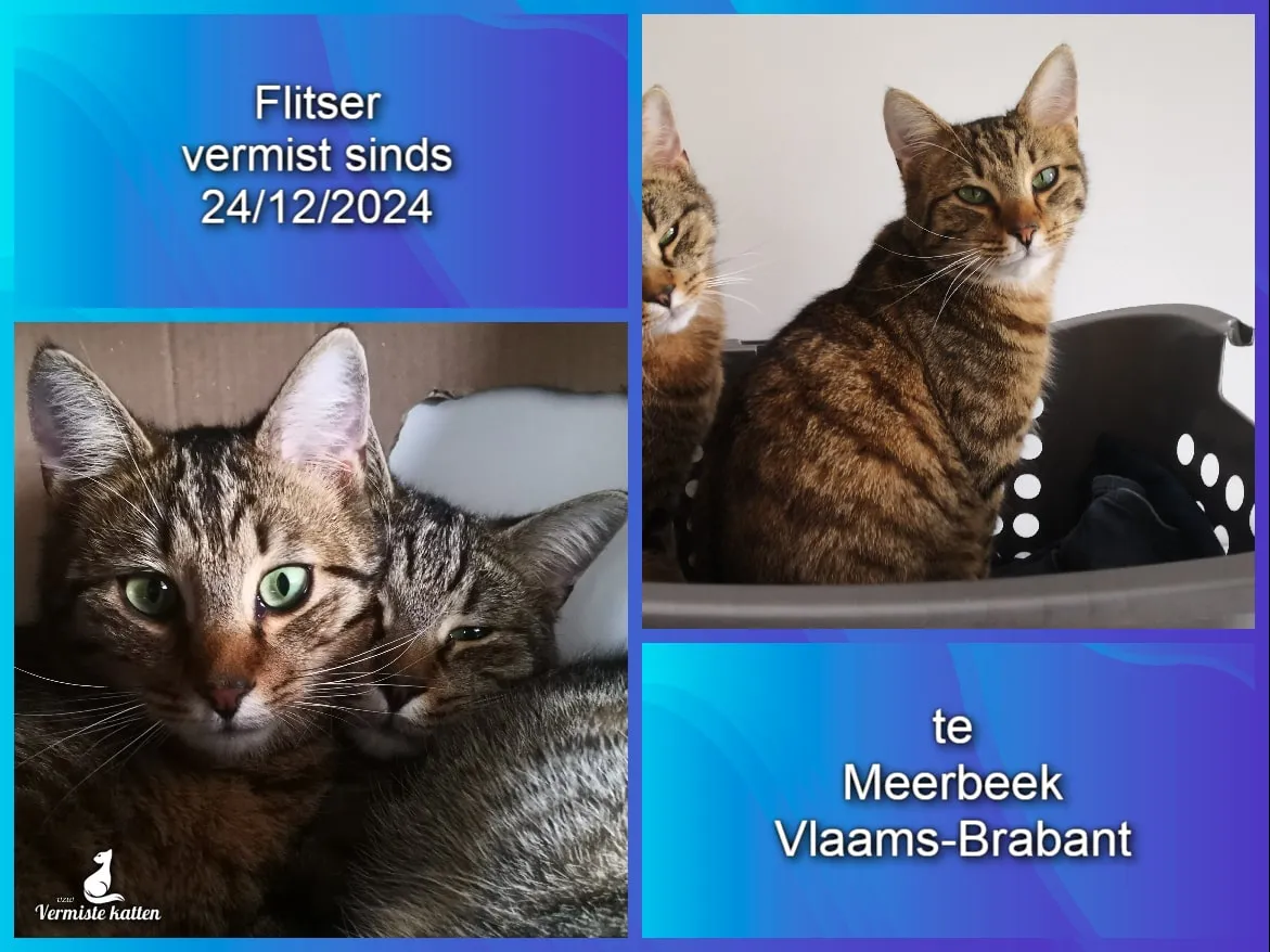 Flitser