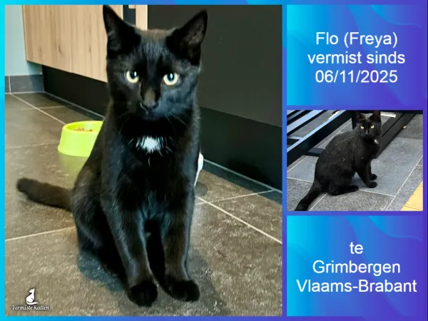 Roepnaam Flo (naam chip Freya