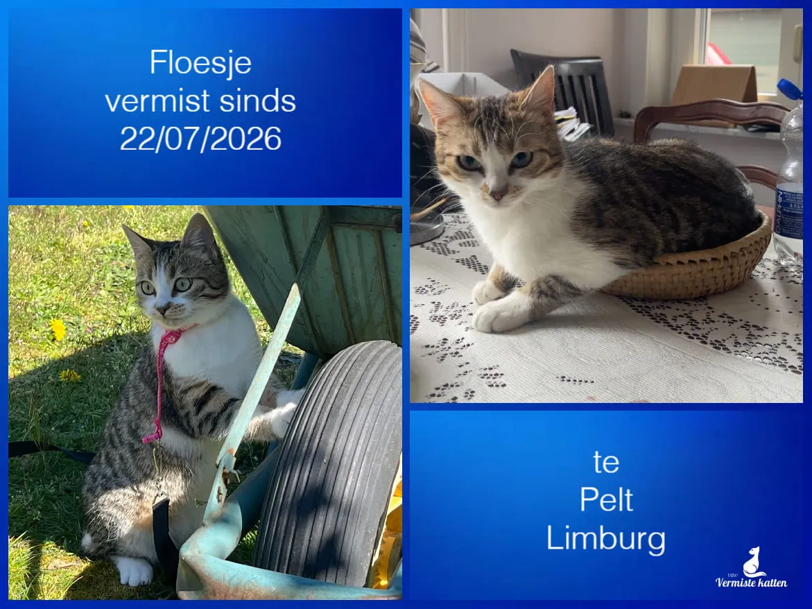Floesje