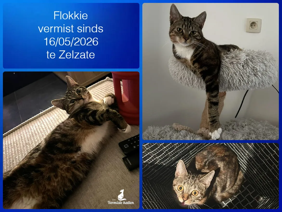 Flokkie (Luistert ook naar floksie of poes)