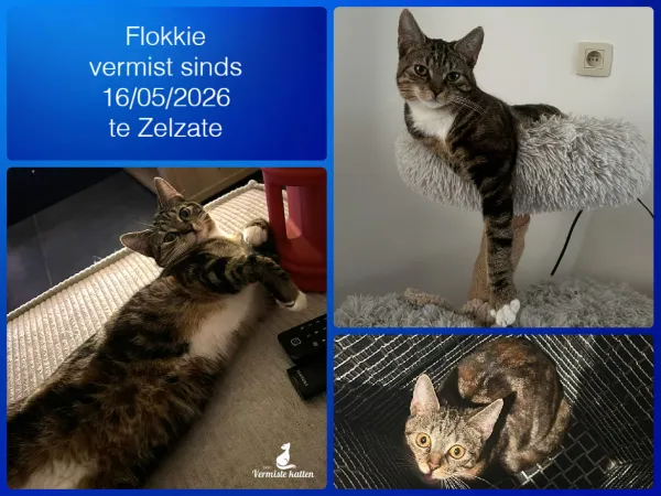 Flokkie (Luistert ook naar floksie of poes)