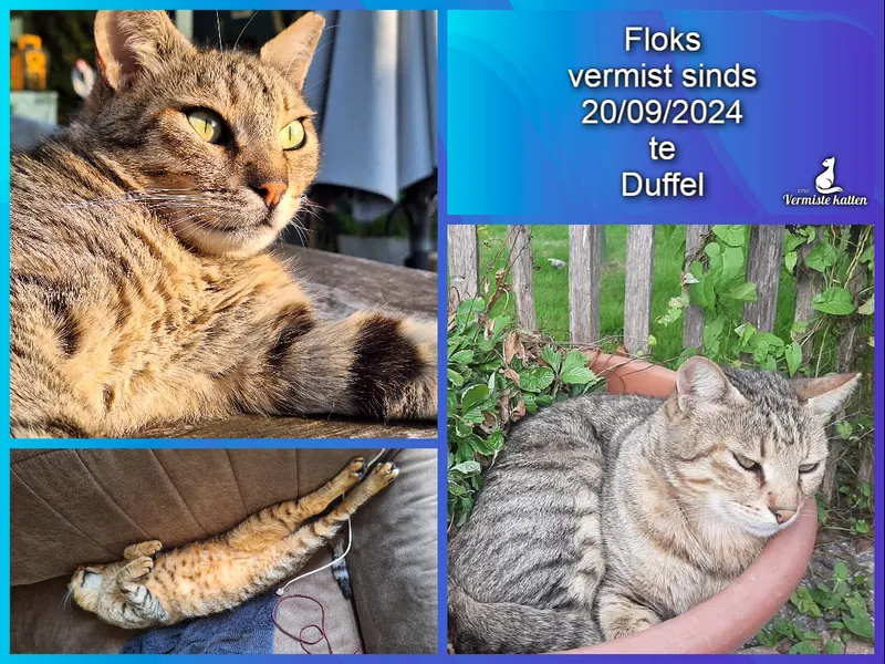 Floks