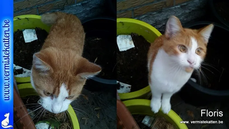 Floris