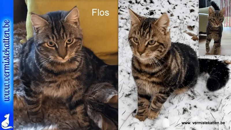 Filos