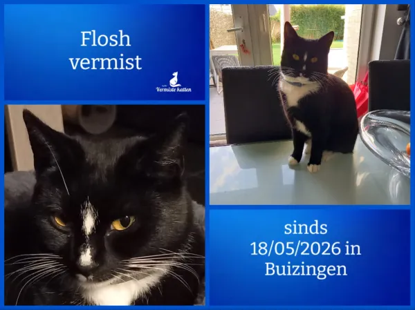 Flosch