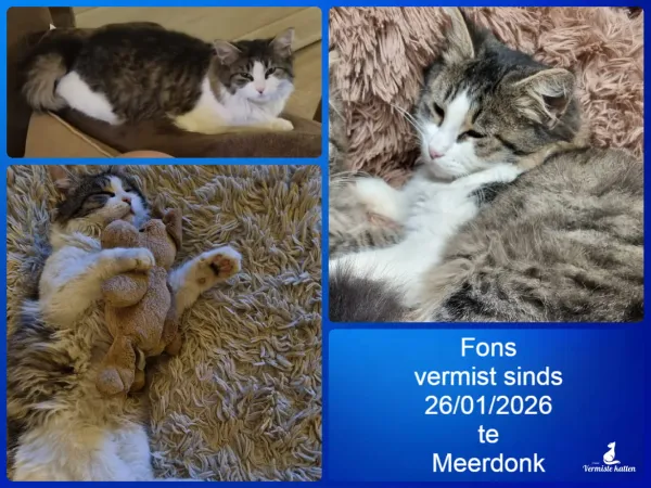 Fons
