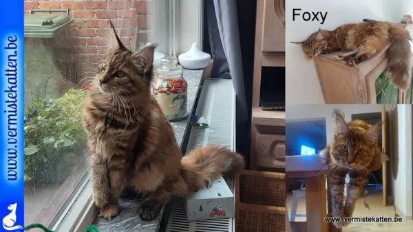 Foxy