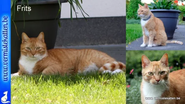 Frits