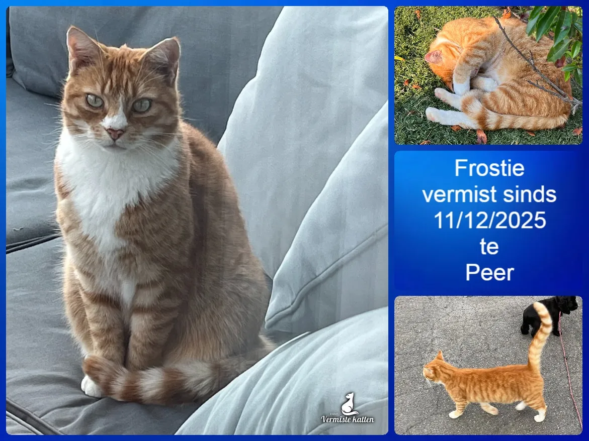 Frostie