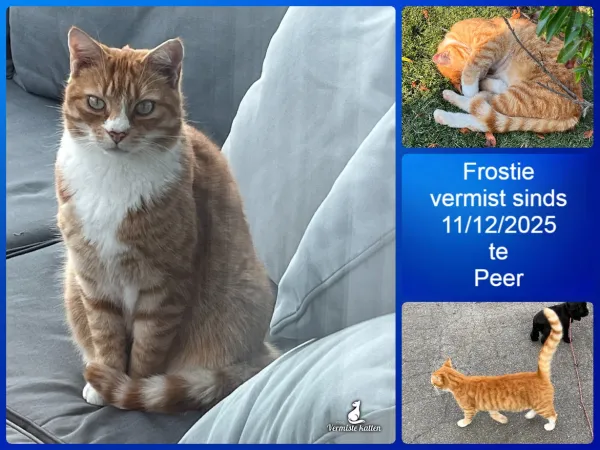 Frostie