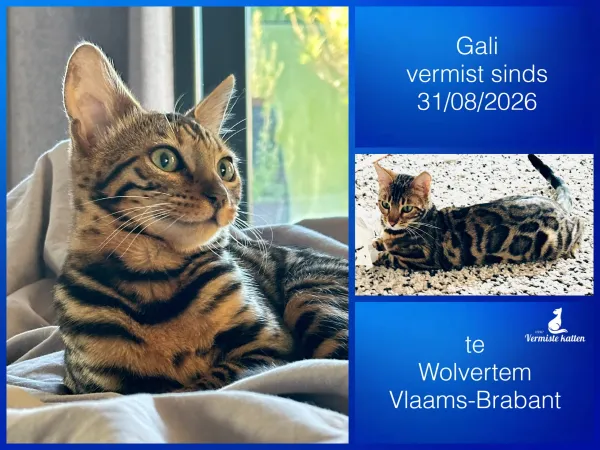Gali