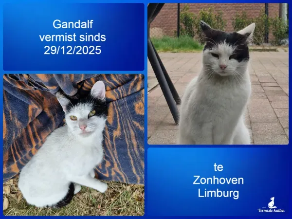 Gandalf