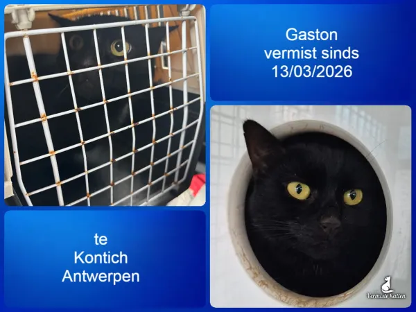 Gaston