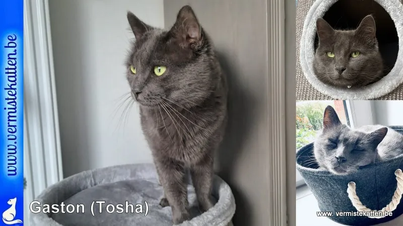 Gaston (tosha op papier)