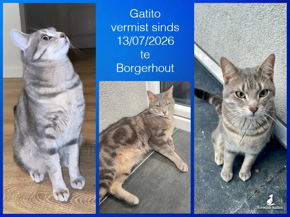 Gatito