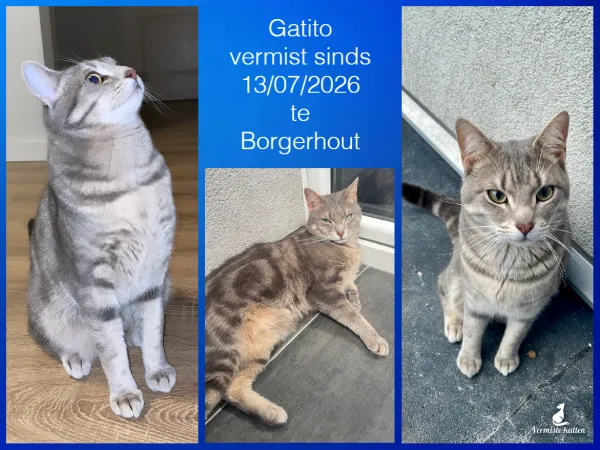 Gatito