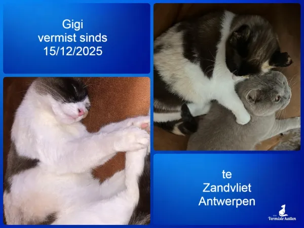 Gigi