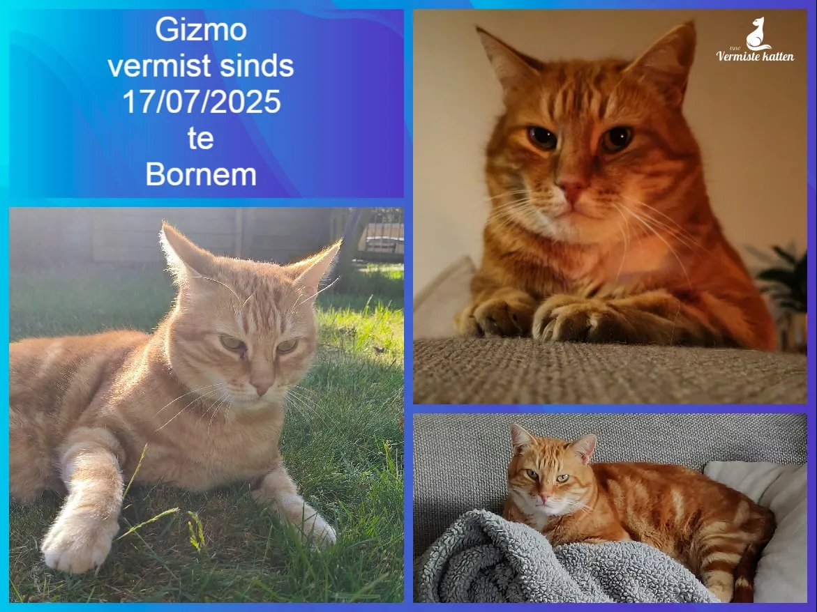 Gizmo