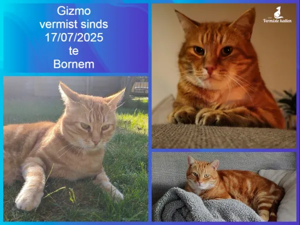 Gizmo