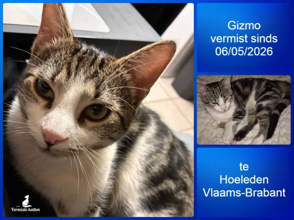 Gizmo