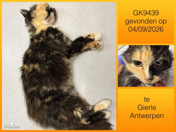 Gevonden kat