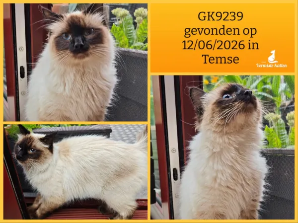 Gevonden kat