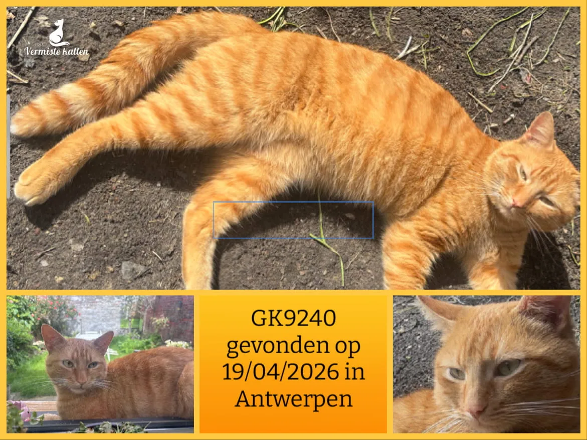 Gevonden kat