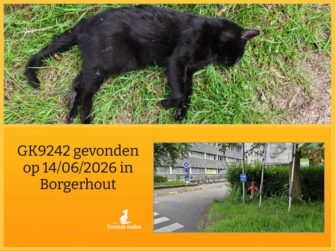 Gevonden kat