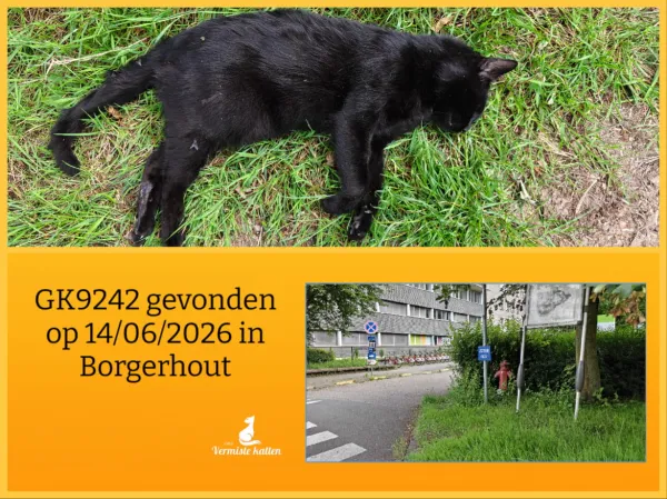 Gevonden kat