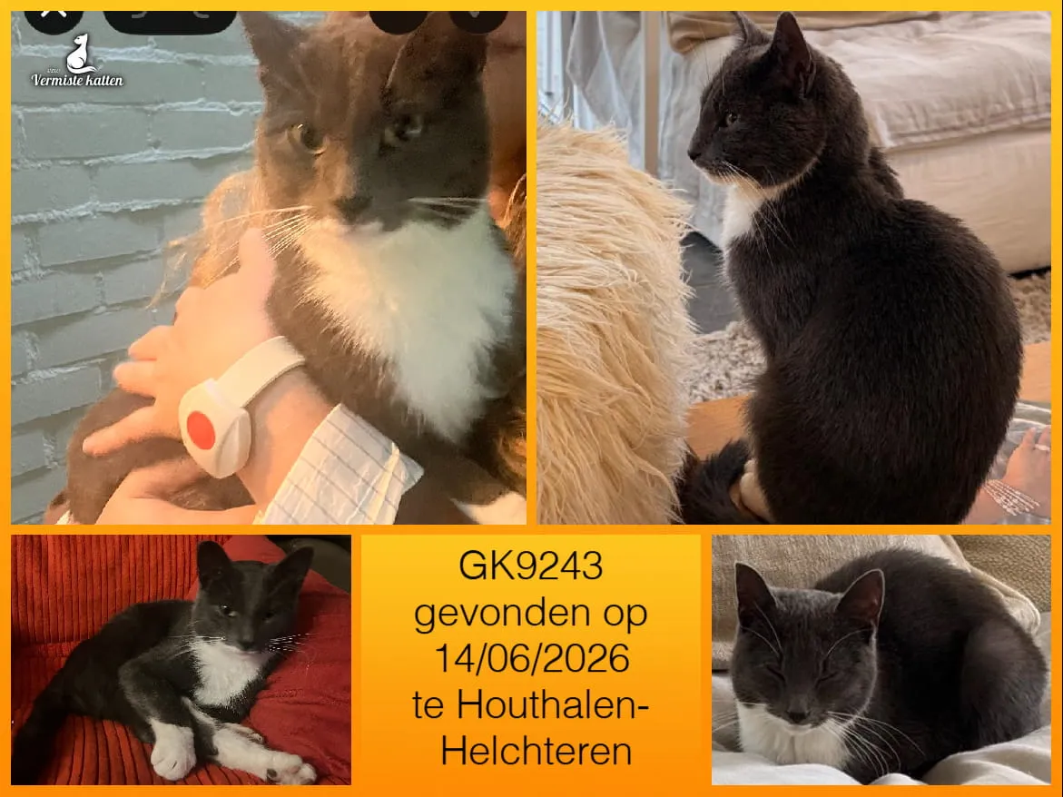 Gevonden kat