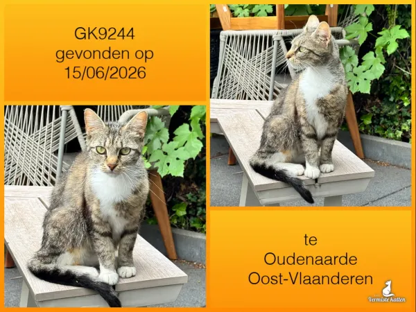 Gevonden kat