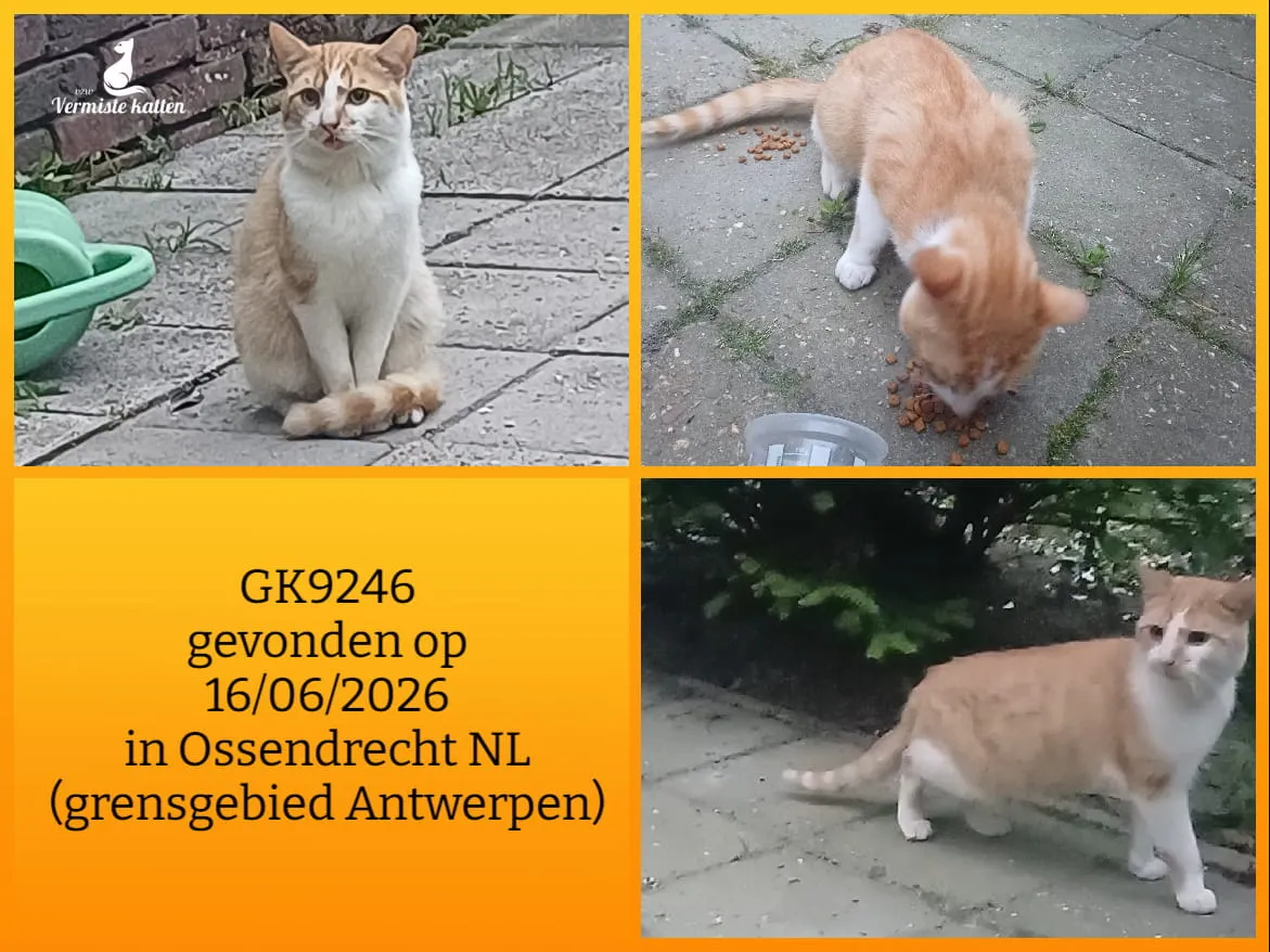 Gevonden kat