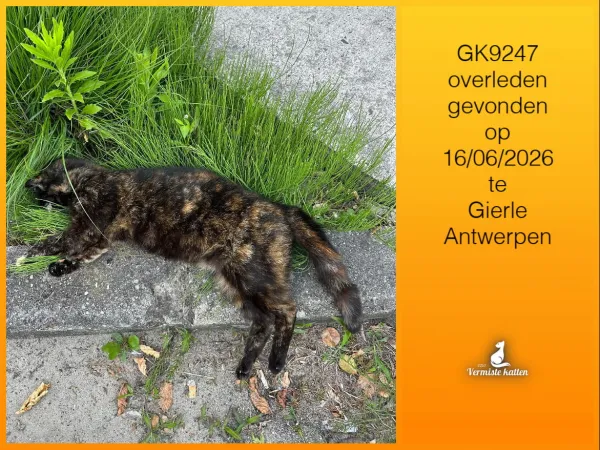 Gevonden kat