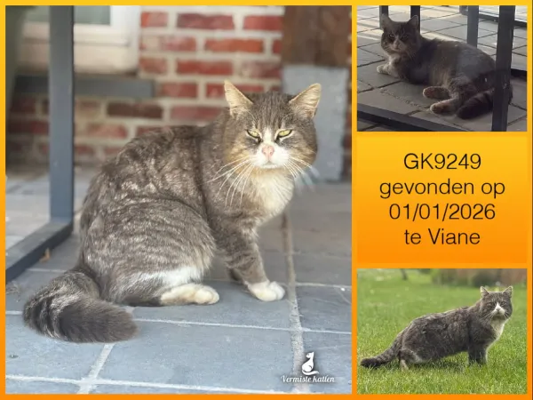 Gevonden kat