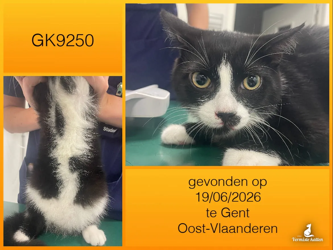 Gevonden kat