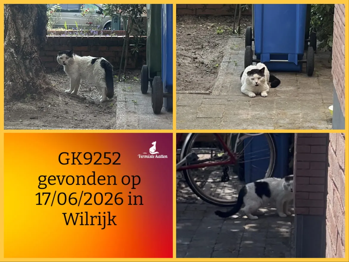 Gevonden kat