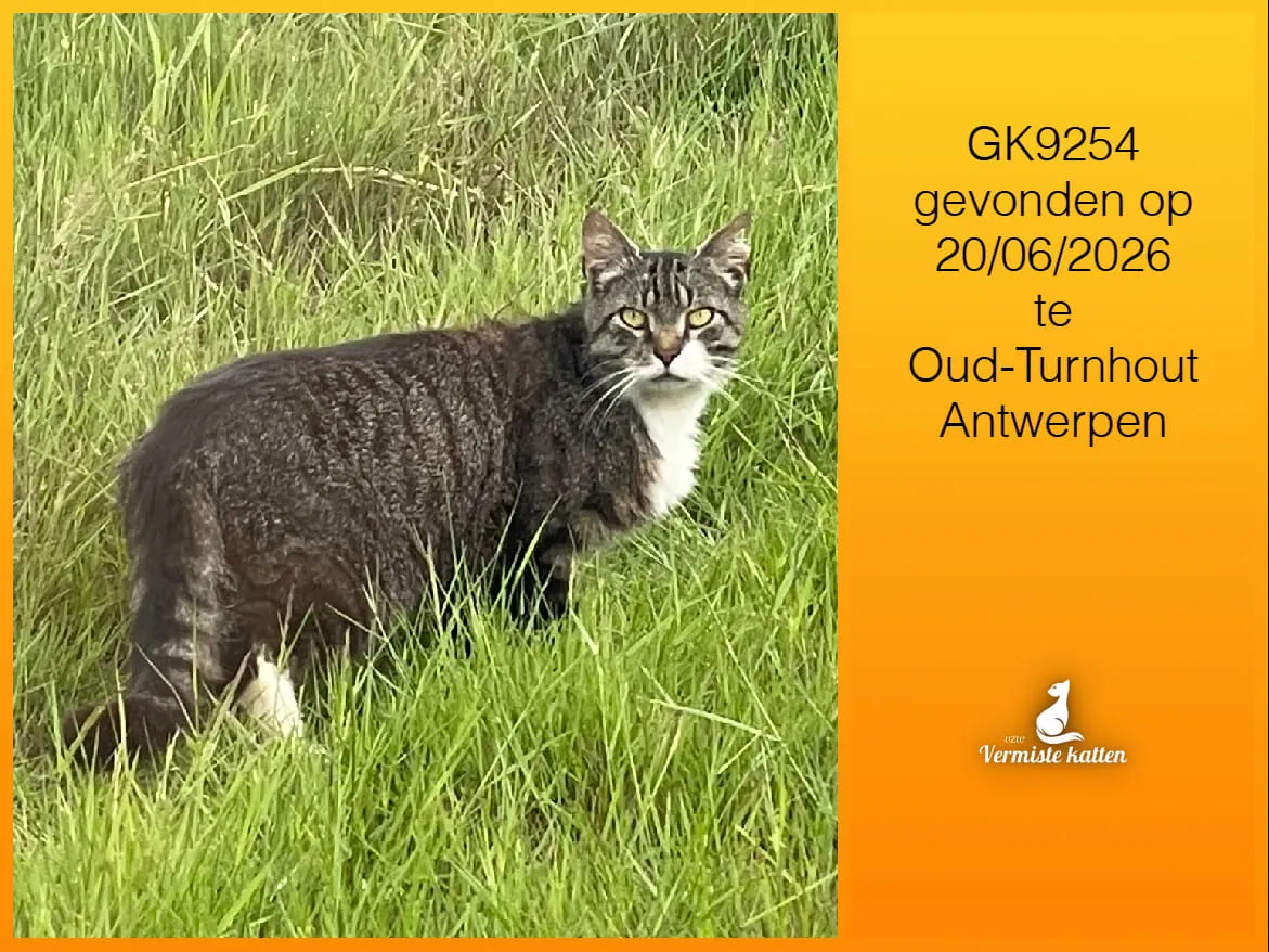 Gevonden kat
