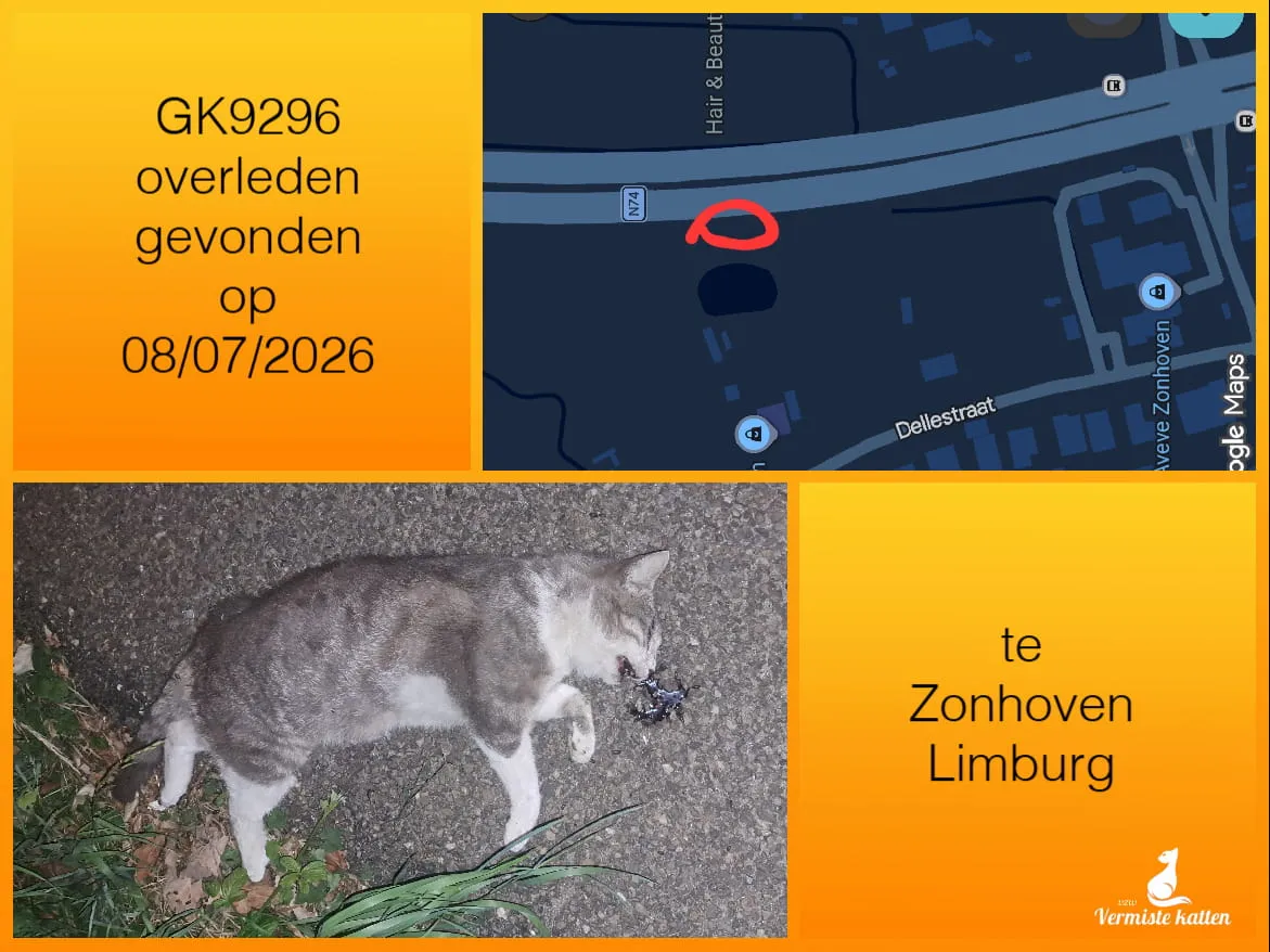 Gevonden kat