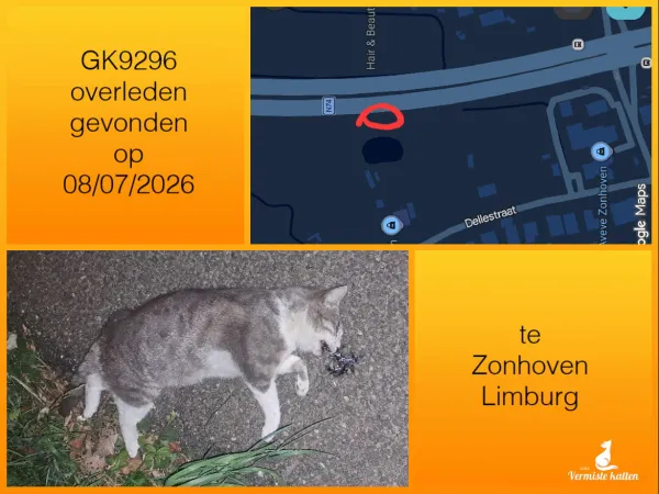 Gevonden kat