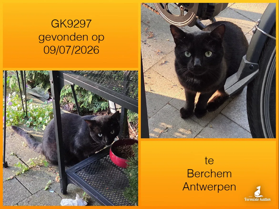 Gevonden kat