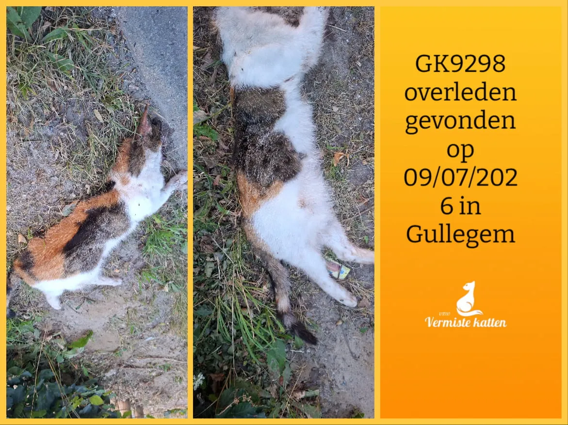 Gevonden kat