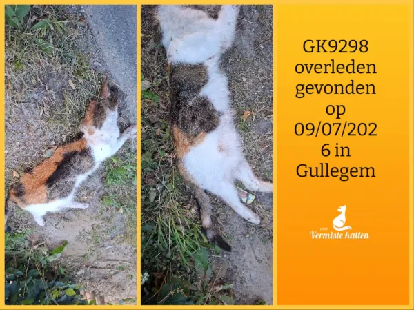 Gevonden kat