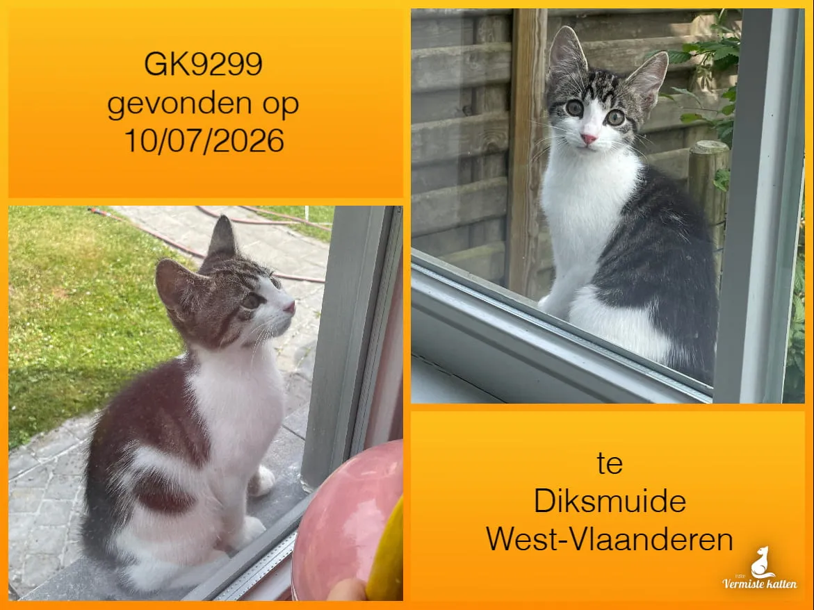 Gevonden kat