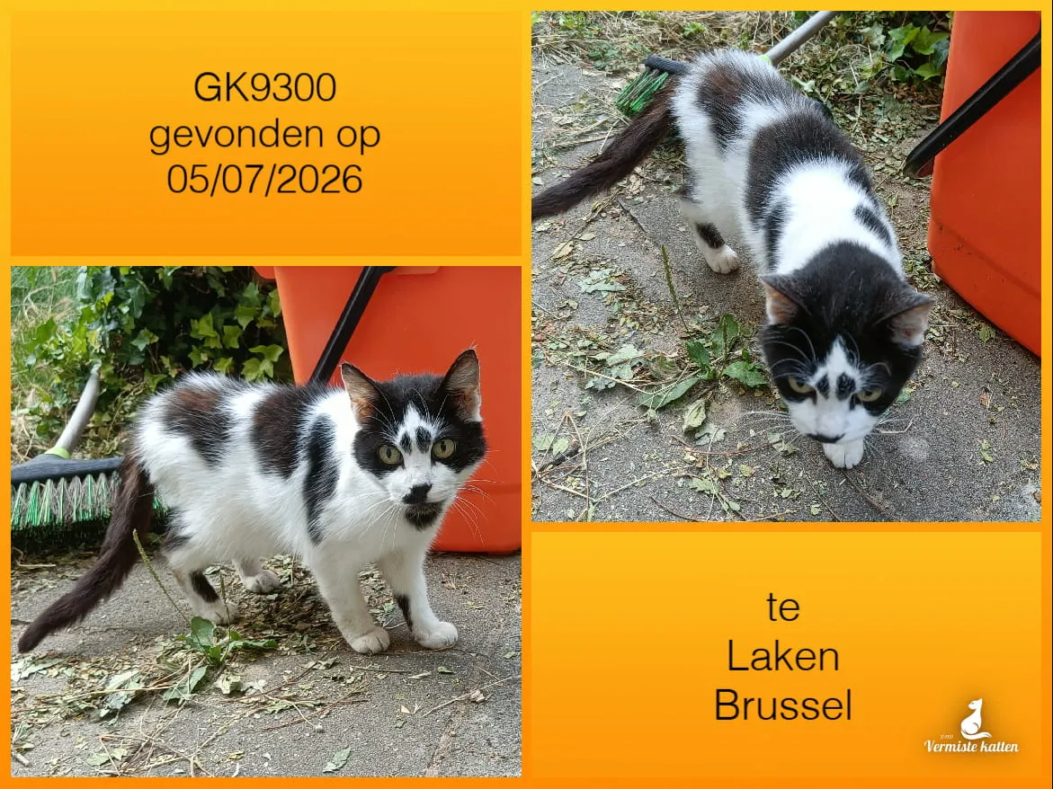 Gevonden kat