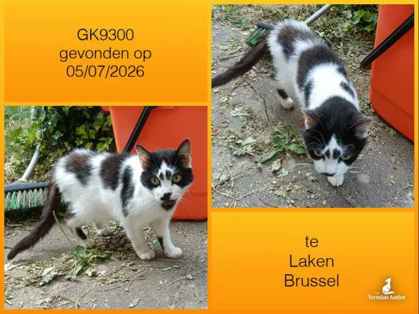 Gevonden kat