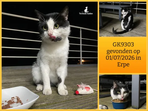 Gevonden kat