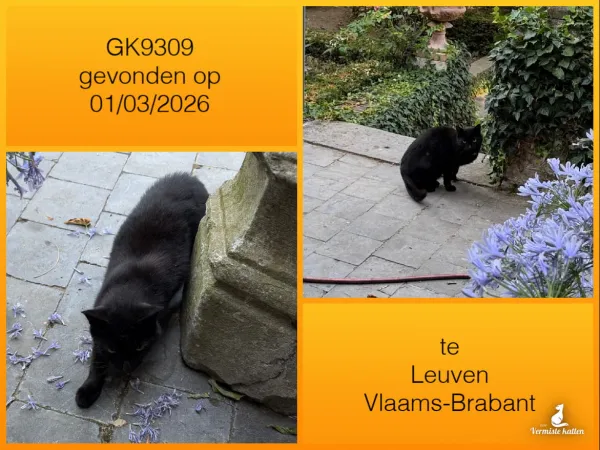 Gevonden kat