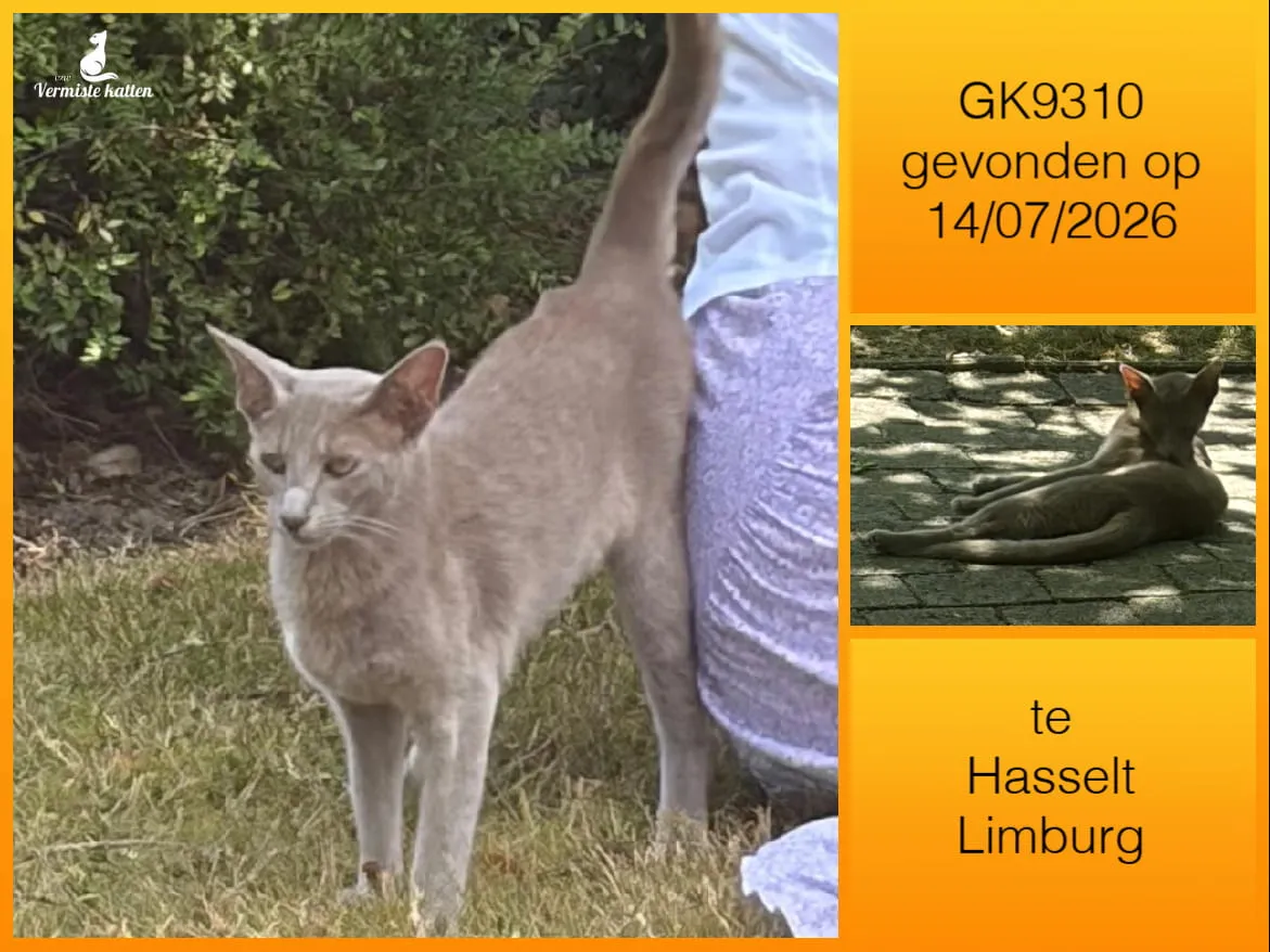Gevonden kat